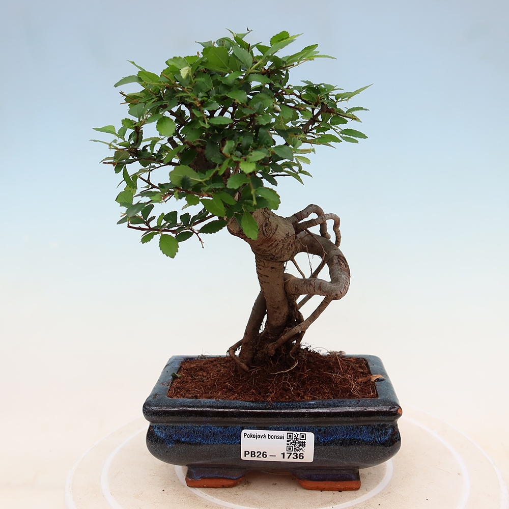Camera bonsai - Ulmus parvifolia - Olmo a foglie piccole