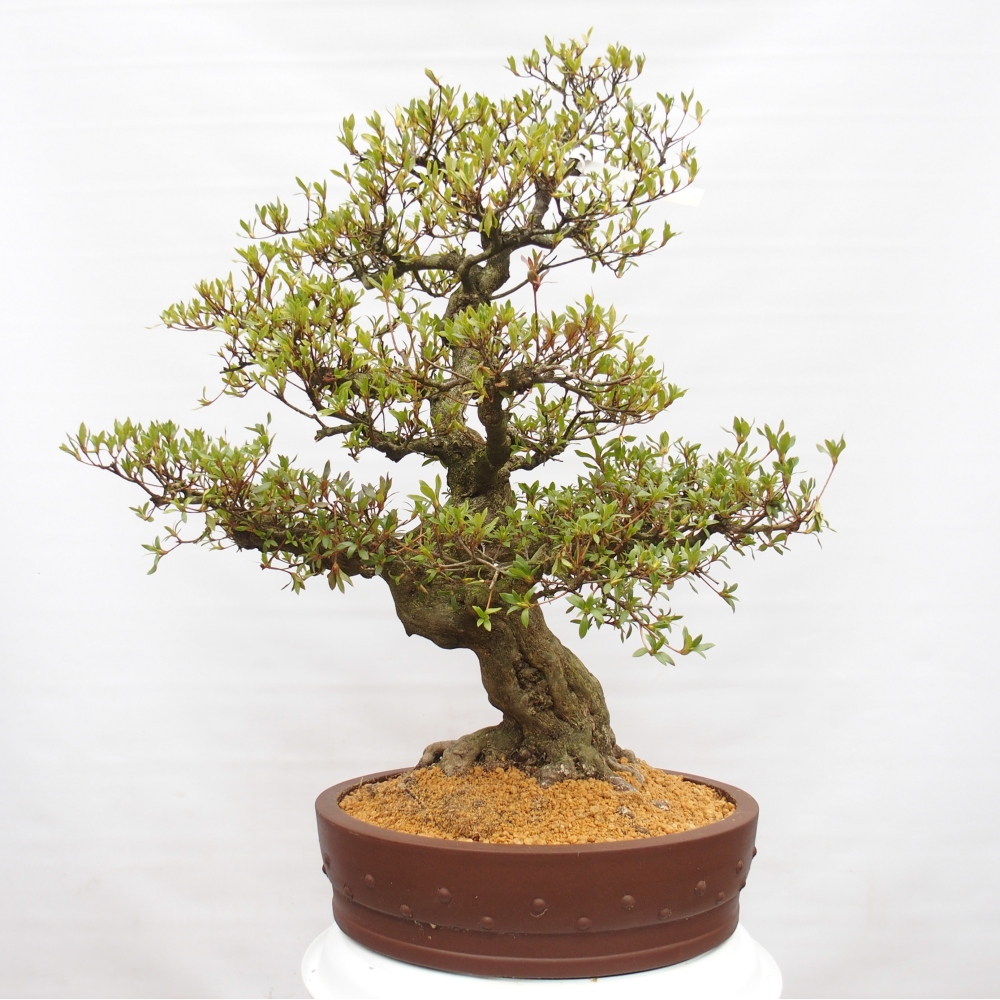 Bonsai da esterno - Azalea giapponese - Azalea Kotobukietsu