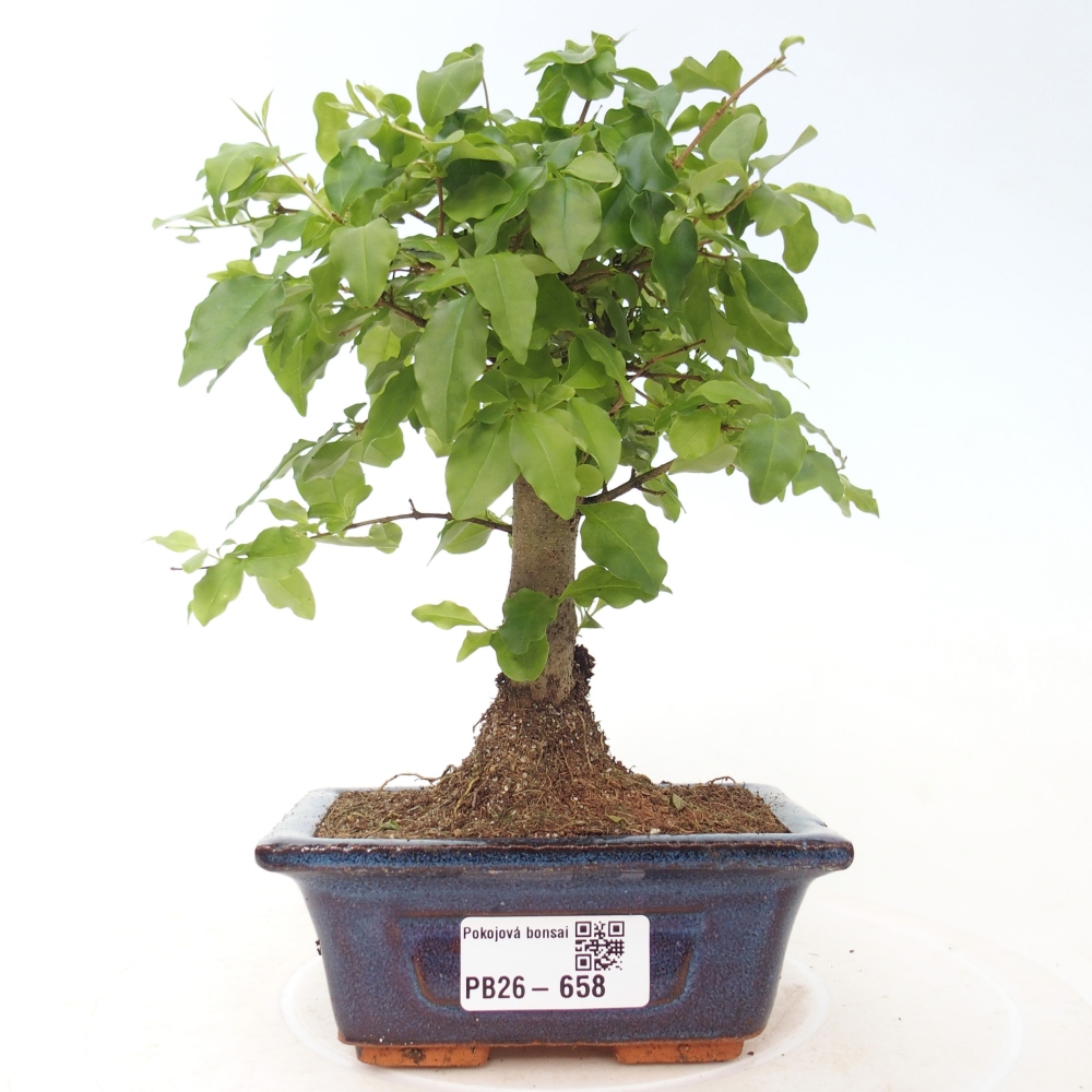 Camera bonsai -Ligustrum chinensis - Becco d'uccello
