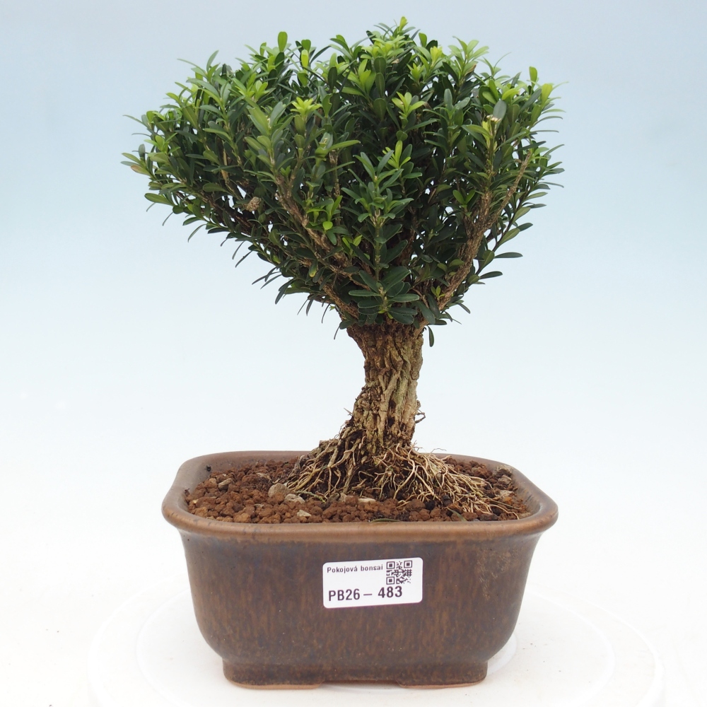 Camera bonsai - Buxus harlandii - buxus da sughero