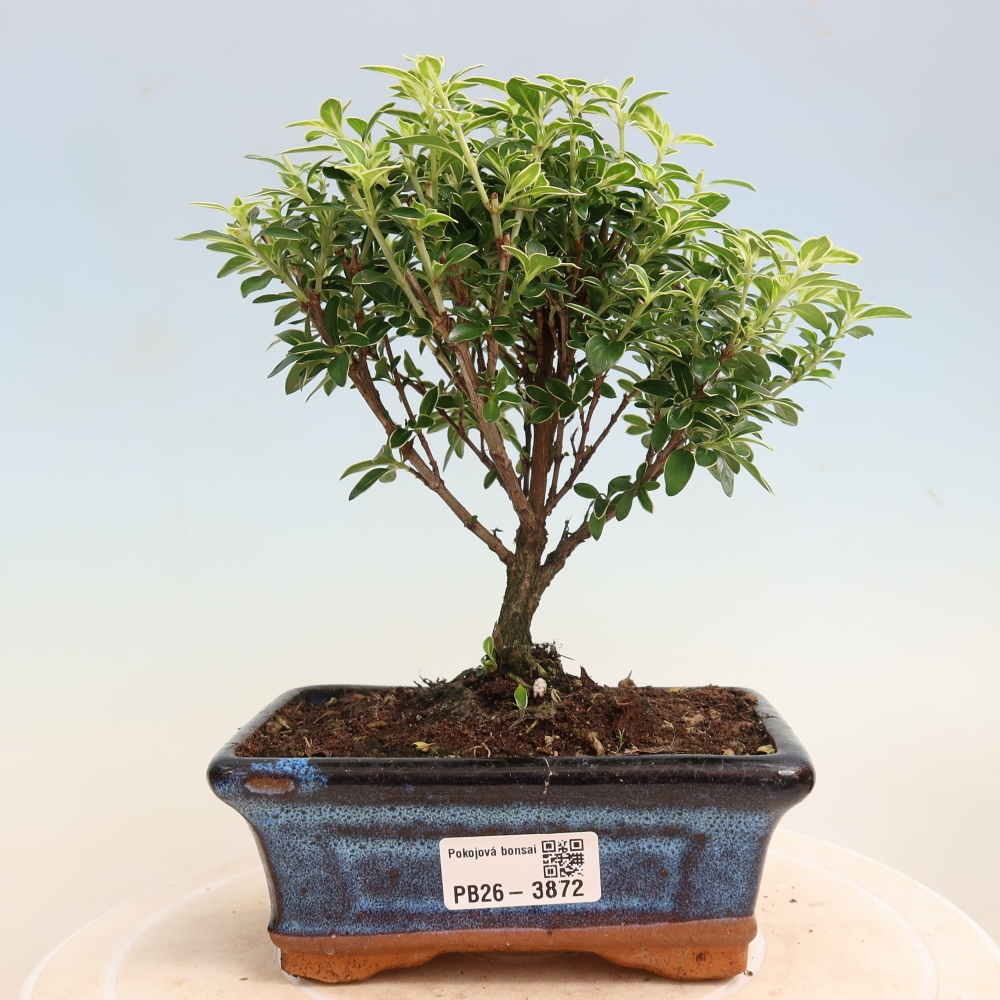 Camera bonsai - Serissa foetida Variegata - Albero delle mille stelle