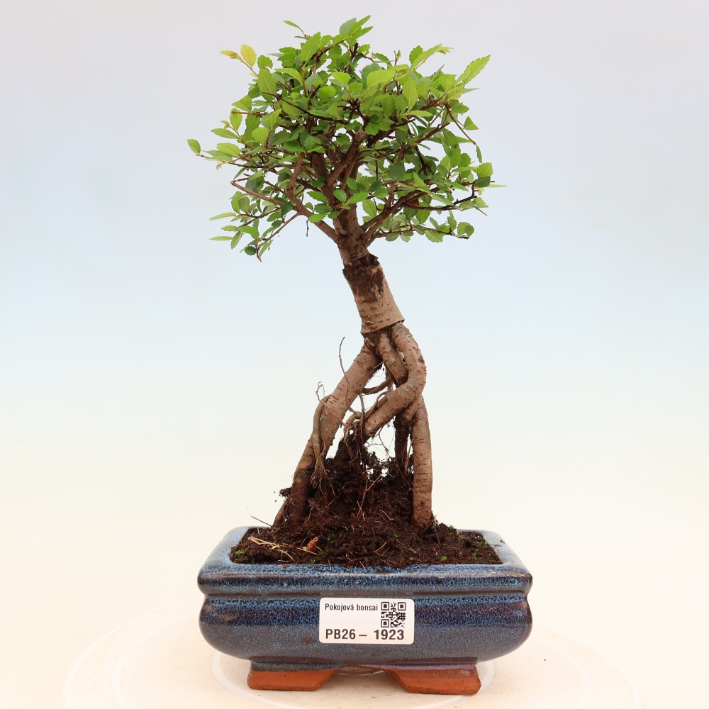 Camera bonsai - Ulmus parvifolia - Olmo a foglie piccole