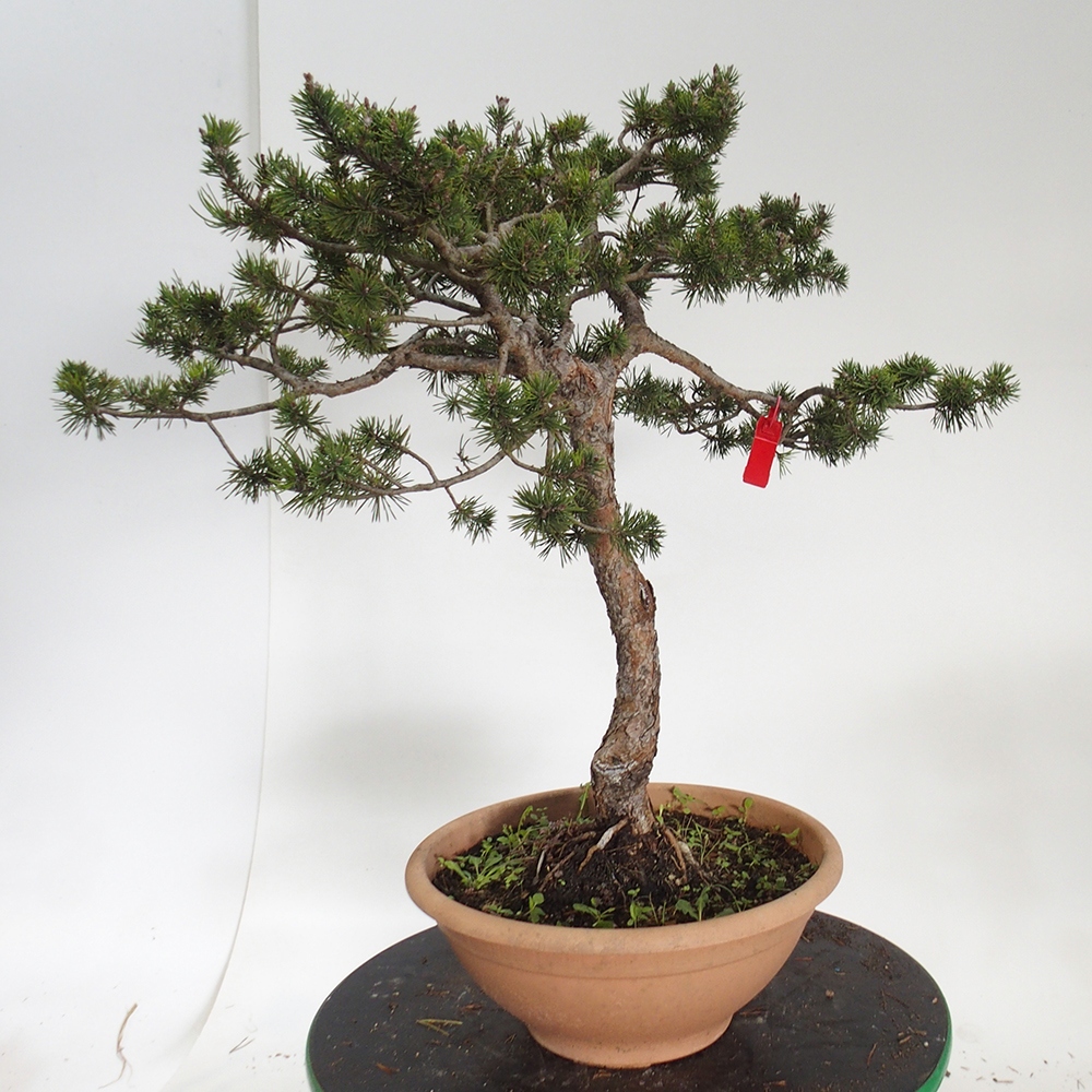 Yamadori - Pinus sylvestris Spagna