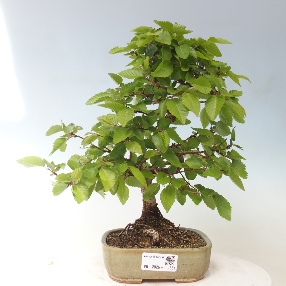 Bonsai da esterno -Carpinus CARPINOIDES - Carpino coreano