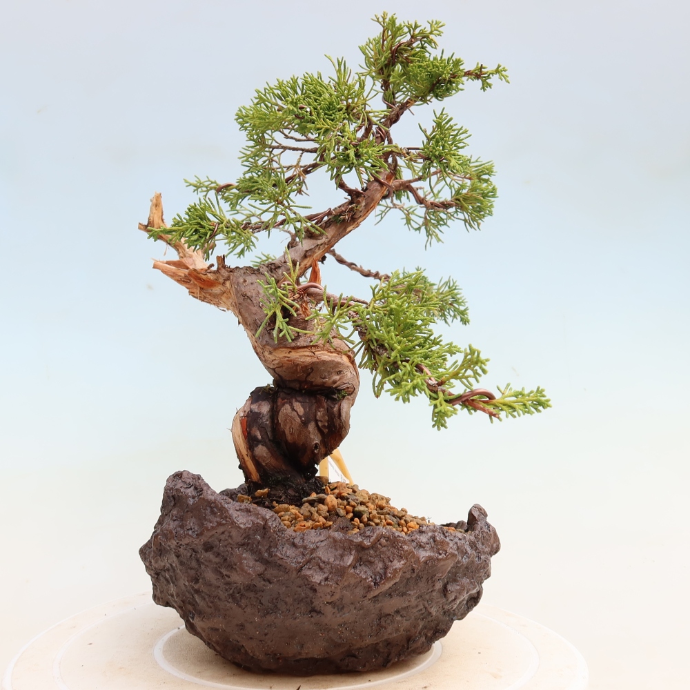 Bonsai da esterno - Juniperus chinensis Itoigawa-Juniperus chinensis