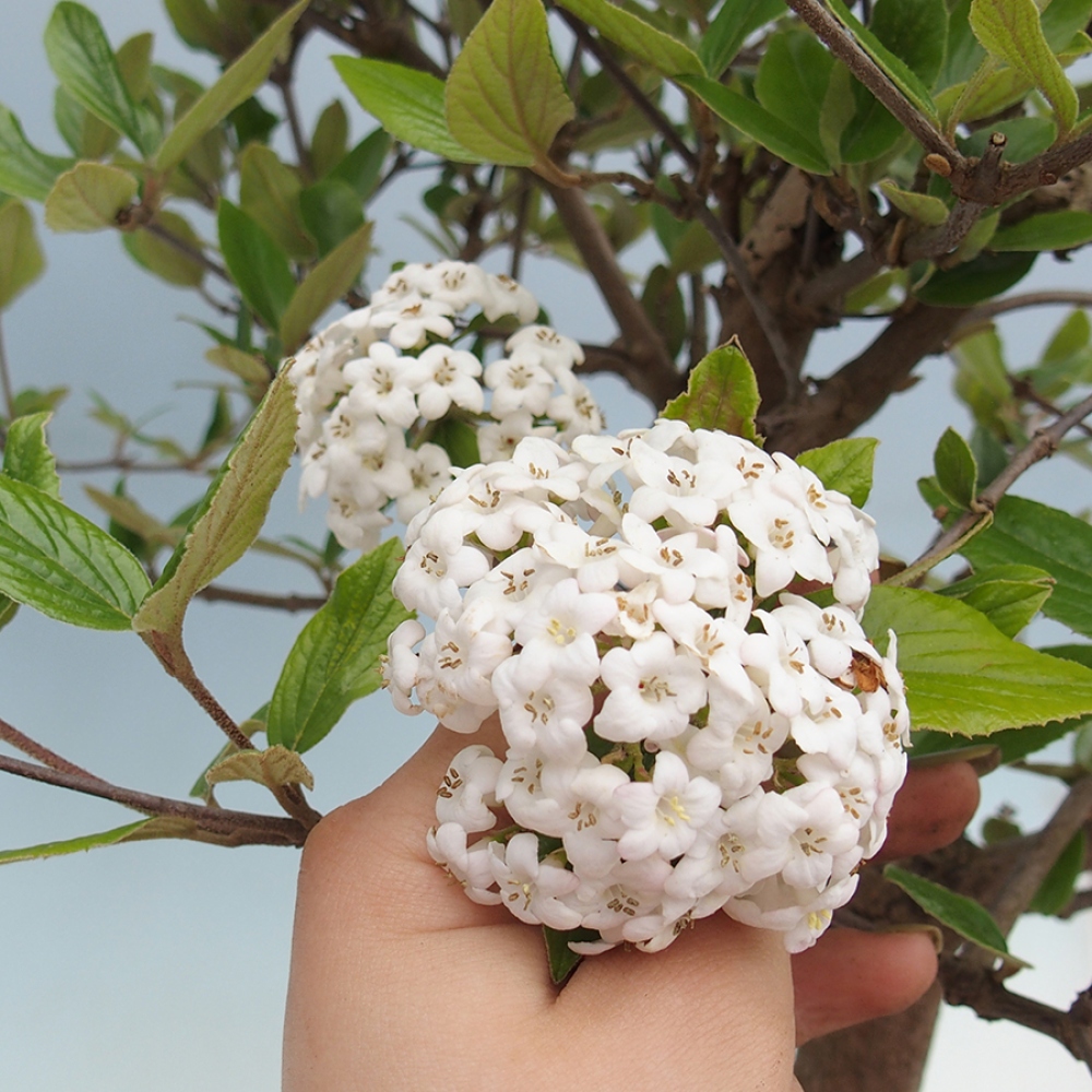 Bonsai all'aperto-Kalina Bodnanská - Viburum carlesii hemsi