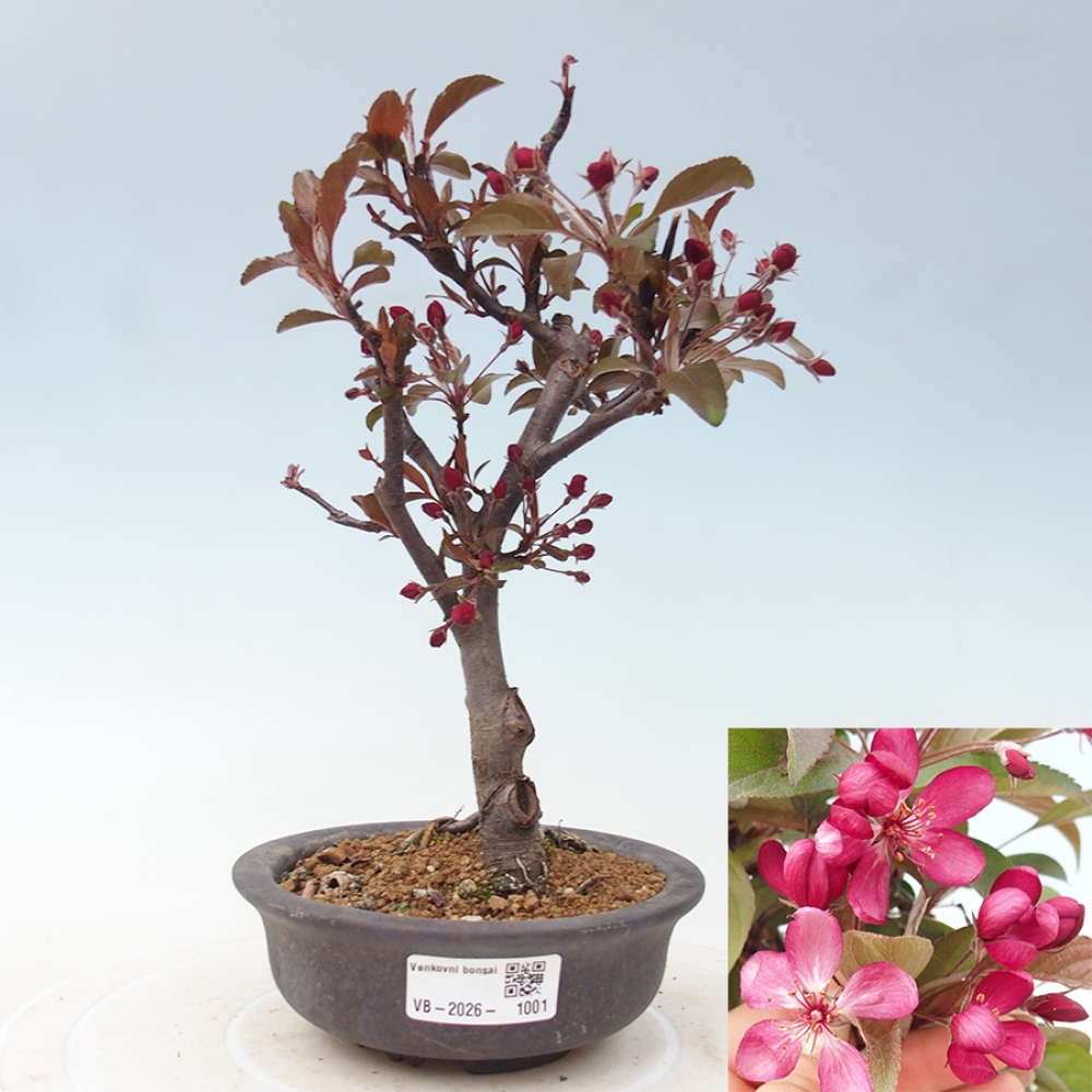 Bonsai da esterno -Malus domestica - Melo a piccoli frutti a foglie rosse