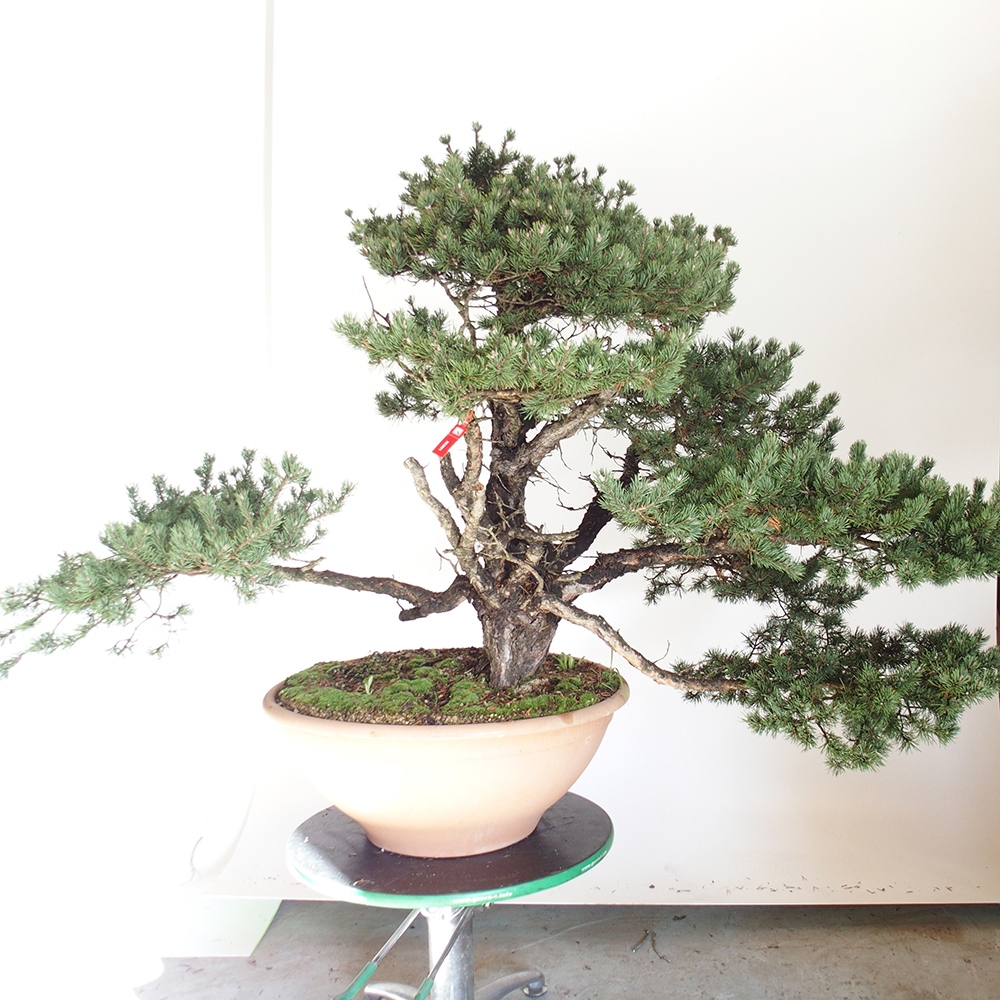 Yamadori - Pinus sylvestris Spagna