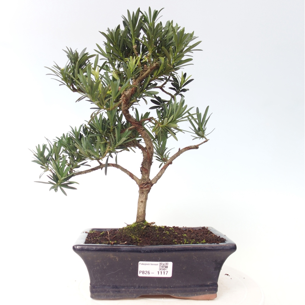 Camera bonsai - Podocarpus - Tasso delle pietre