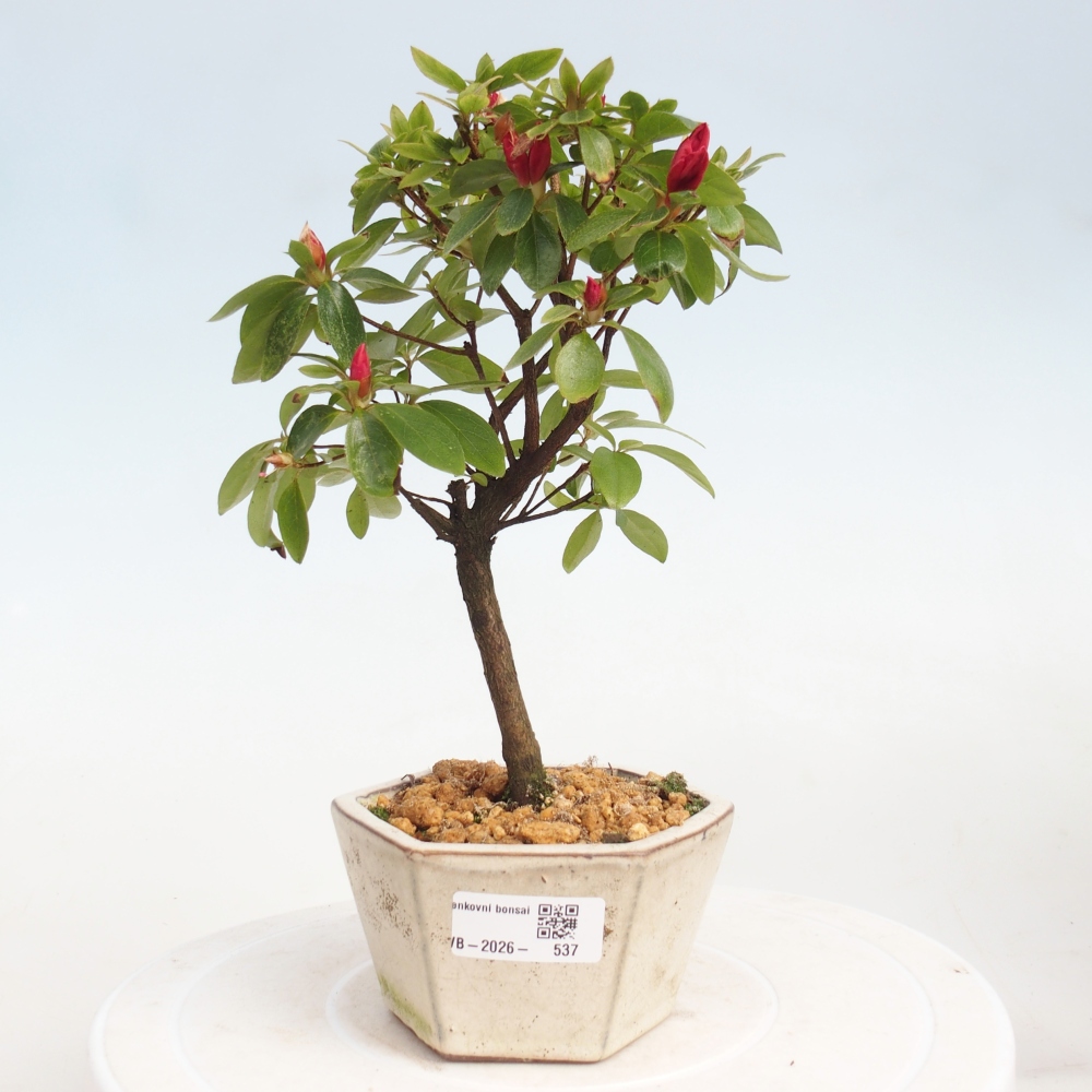 Bonsai da esterno - Azalea giapponese - Azalea sp.