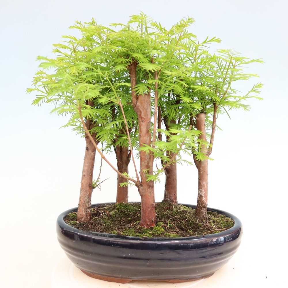 Bonsai da esterno - Metasequoia glyptostroboides - Metasequoia cinese - boschetto