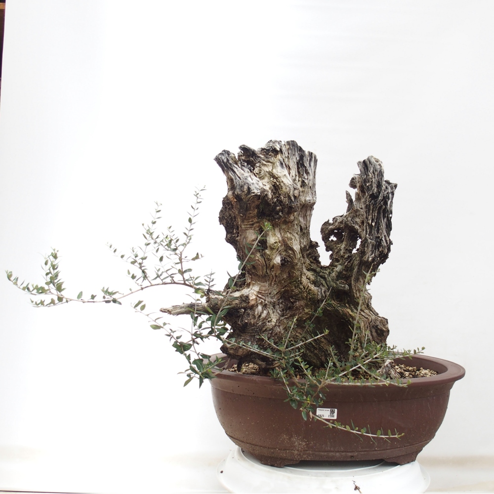 Bonsai da interno - Olea europaea sylvestris