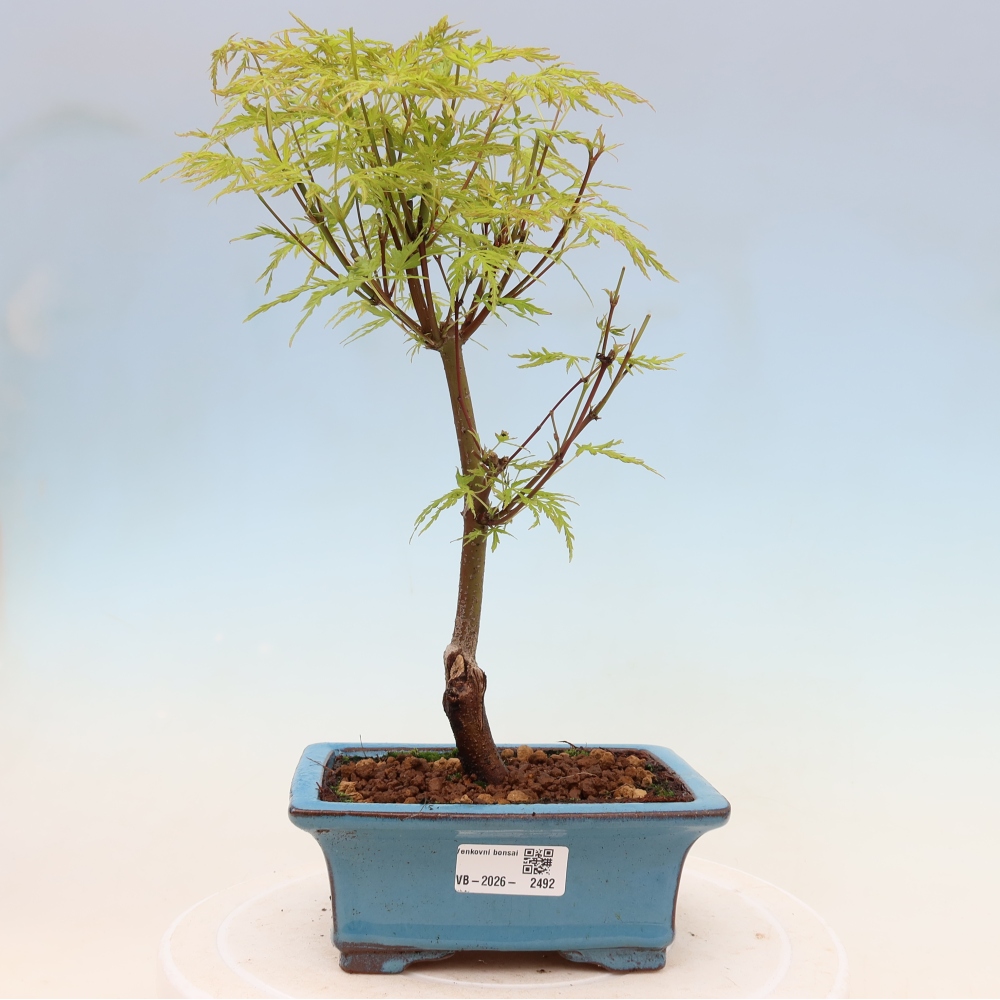 Bonsai da esterno - Acer palmatum Dissectum