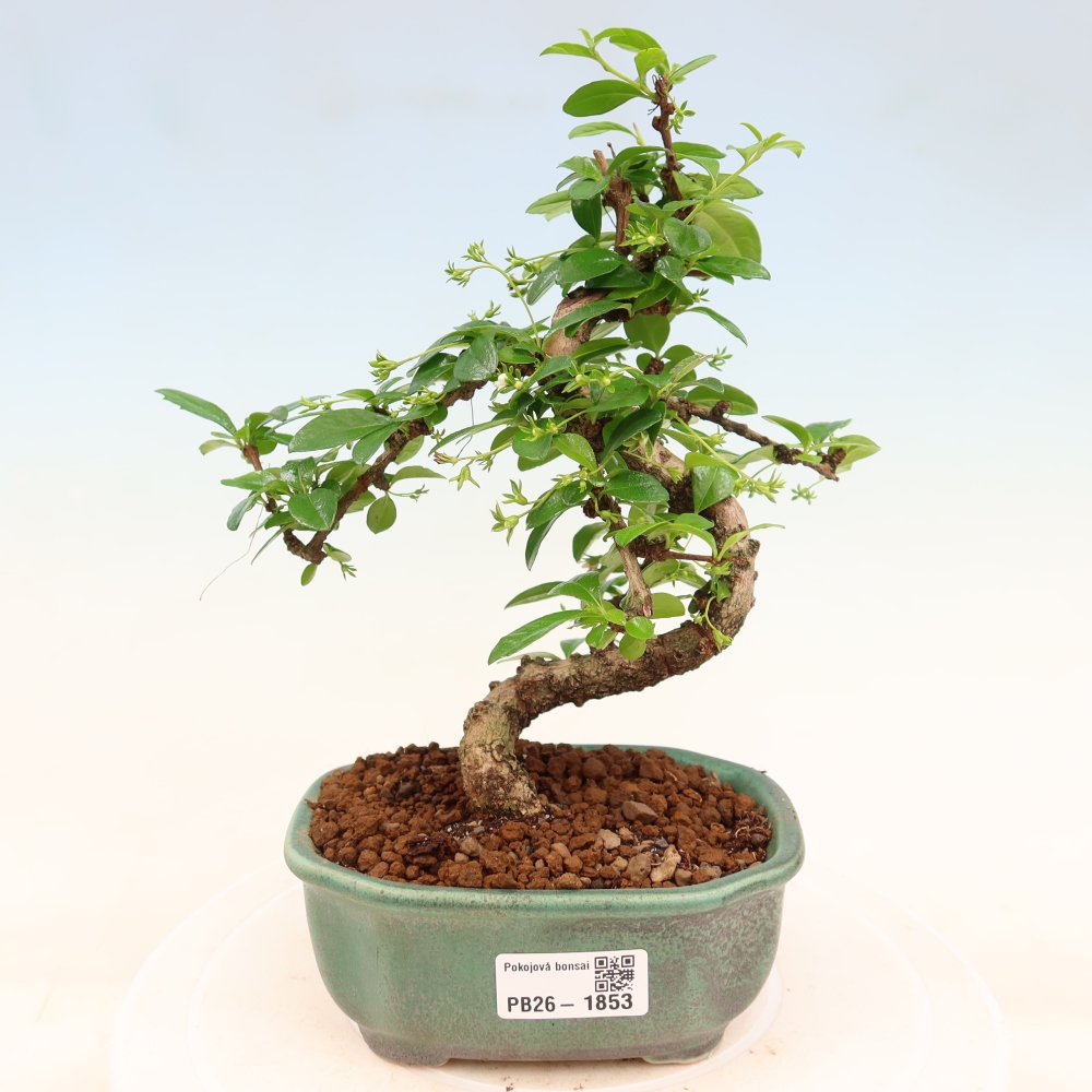 Camera bonsai - Carmona macrophylla - Tea fuki