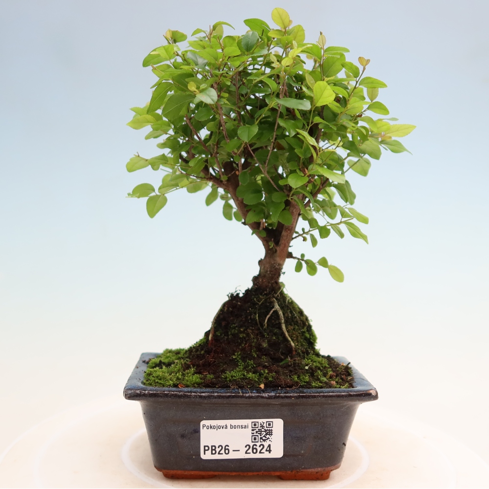 Camera bonsai - Sageretia thea - Sageretia thea