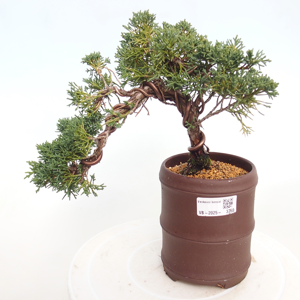 Bonsai da esterno - Juniperus chinensis Kishu