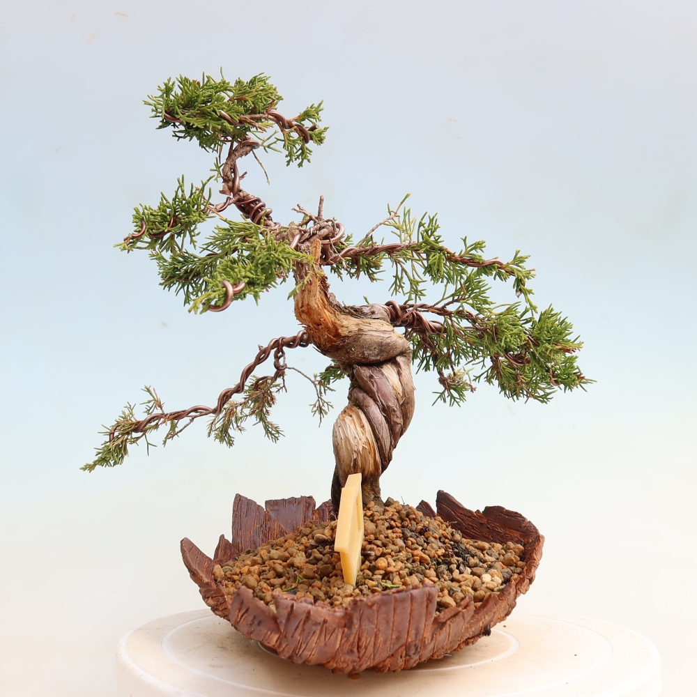 Bonsai da esterno - Juniperus chinensis Itoigawa-Juniperus chinensis