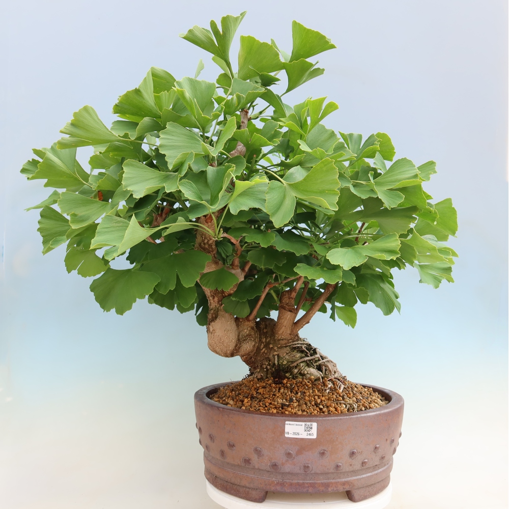 Bonsai da esterno - Ginkgo biloba - Ginkgo biloba