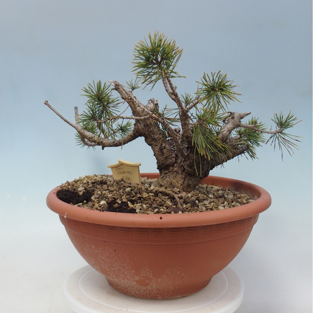 Yamadori - Pinus sylvestris Spagna