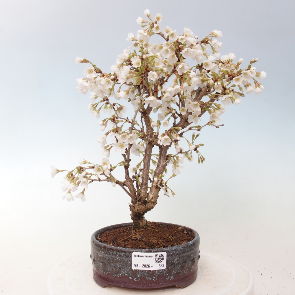 Bonsai da esterno - Prunus incisa Kojou-no mai-Plivon ritagliato