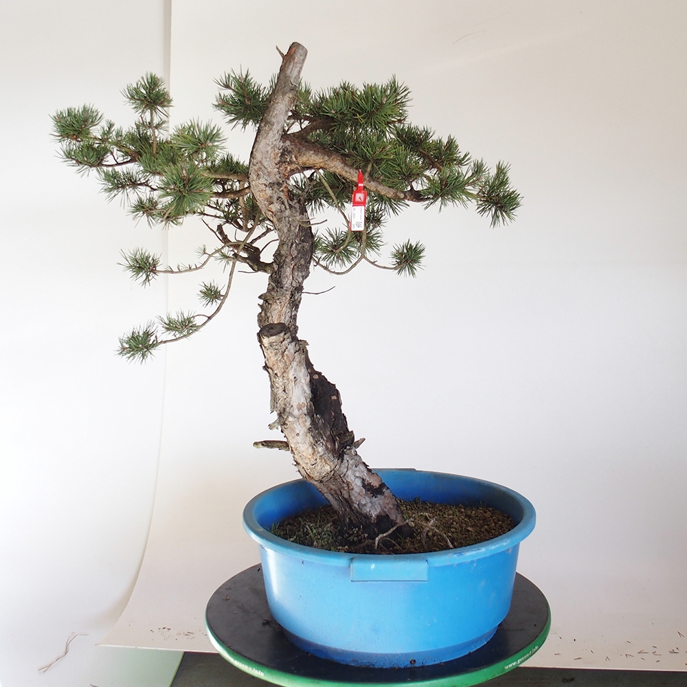 Yamadori - Pinus sylvestris Spagna