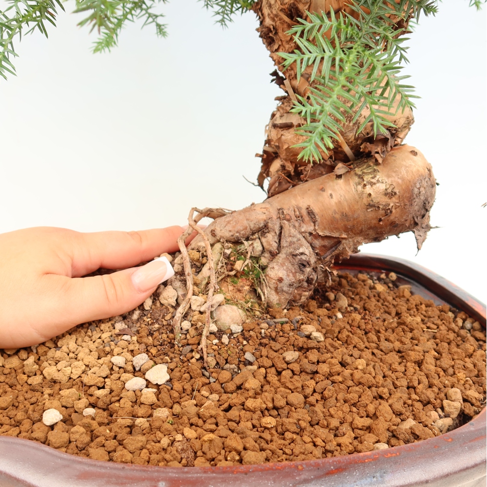 Bonsai da camera - Araucaria - Abete da camera