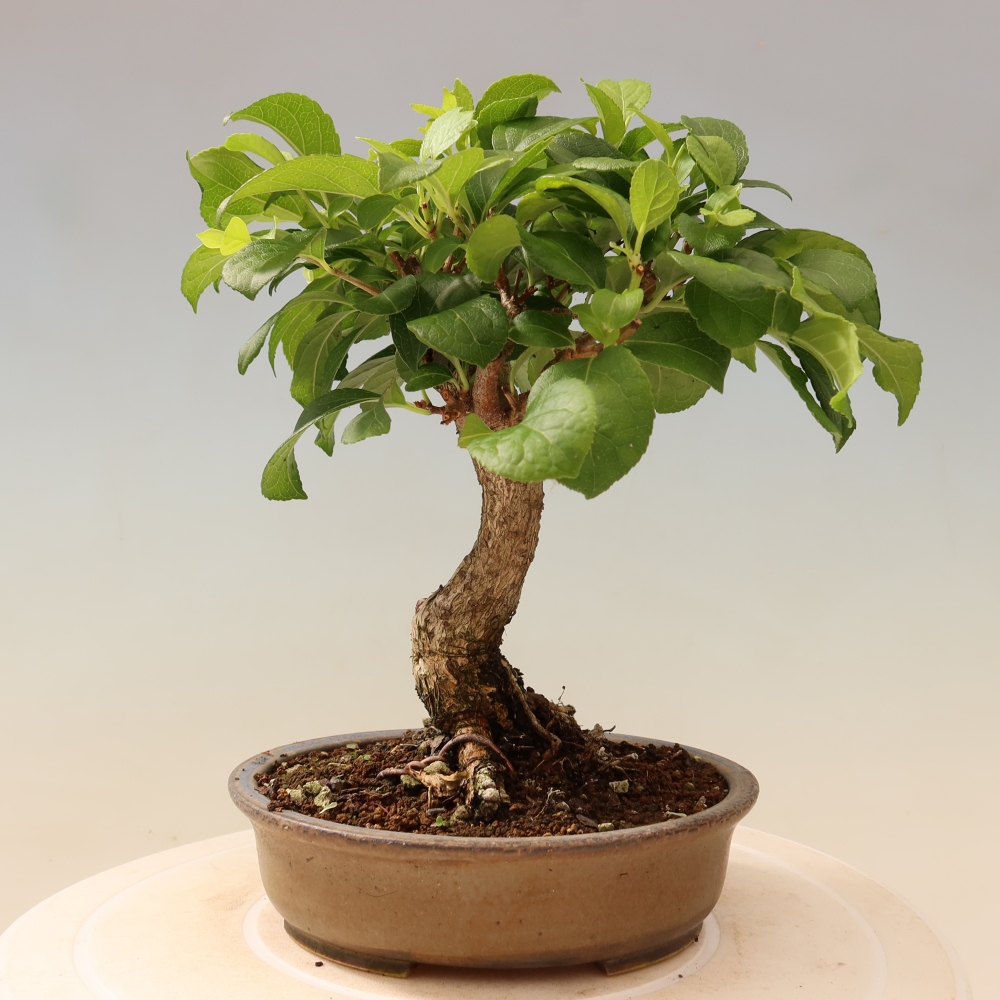 Bonsai da esterno - Celastrus orbiculatus