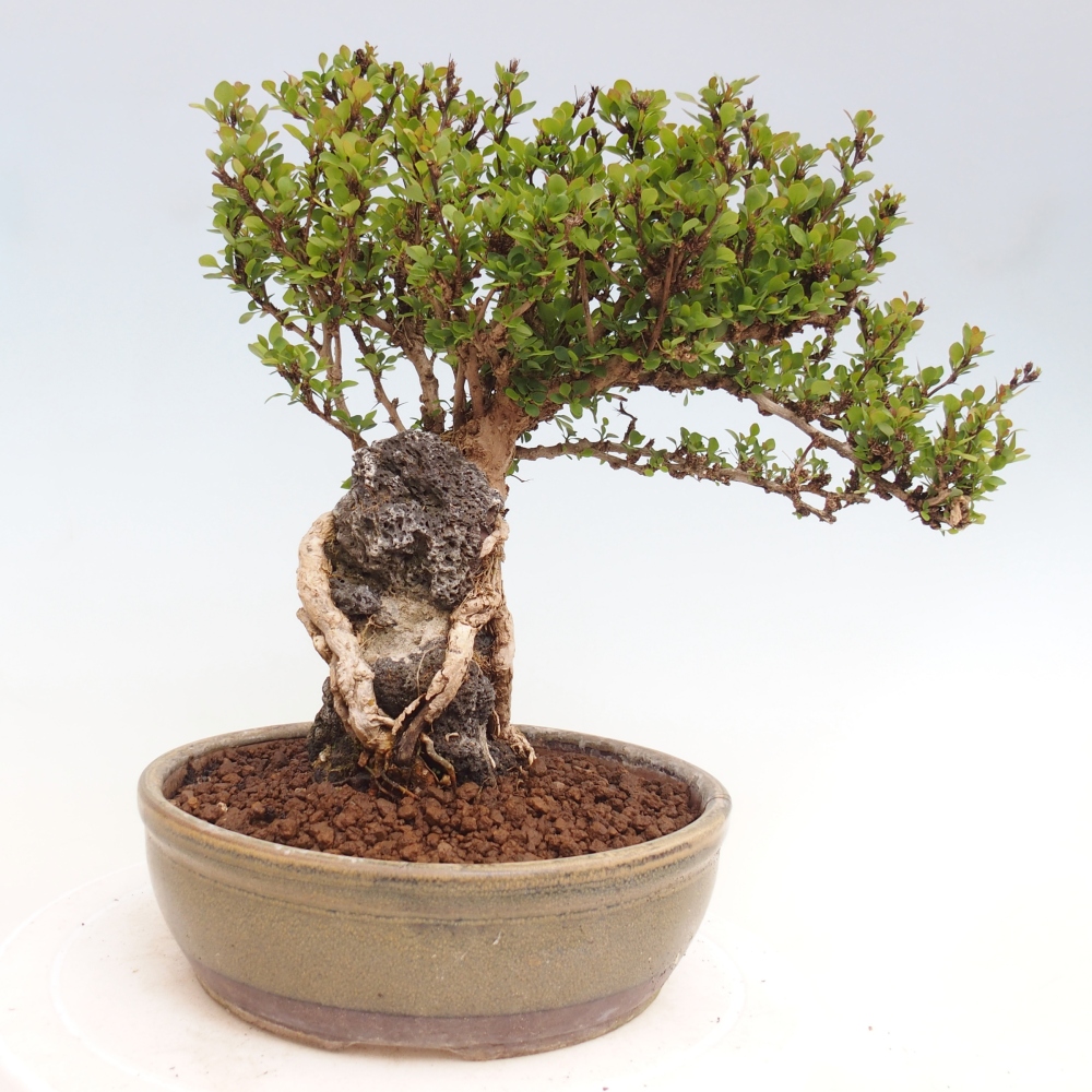 Bonsai da esterno - Berberis coreana