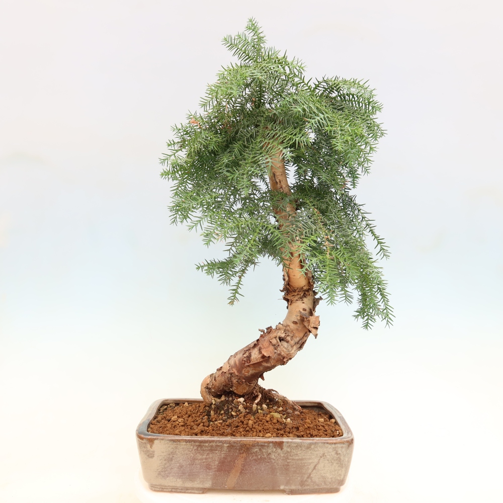 Bonsai da camera - Araucaria - Abete da camera