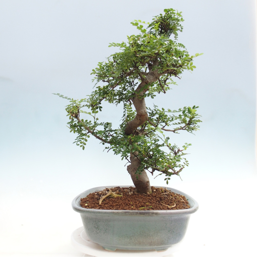 Camera bonsai - Zantoxylum piperitum - albero del pepe