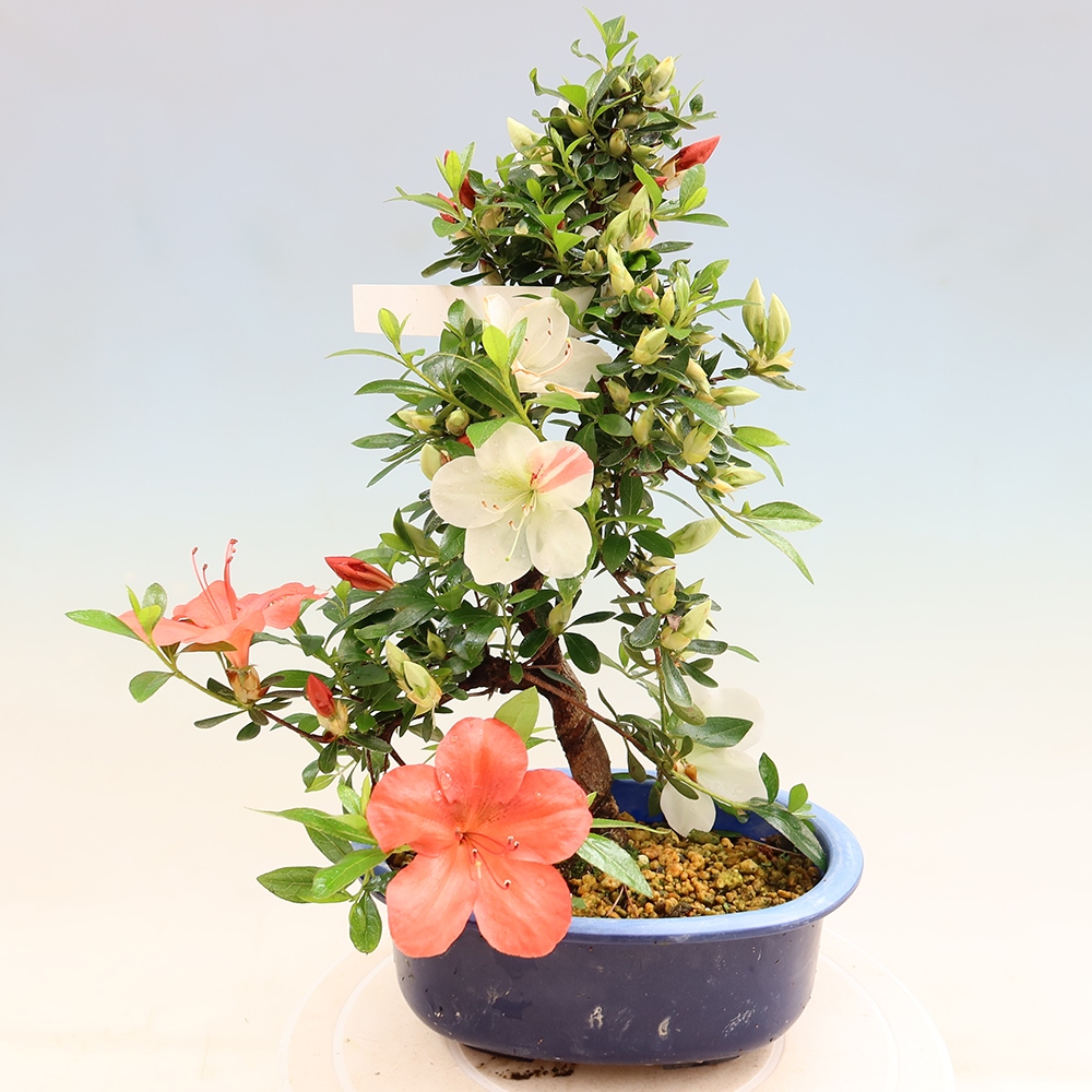 Bonsai da esterno - Azalea giapponese - Azalea Asahi-no-izumi