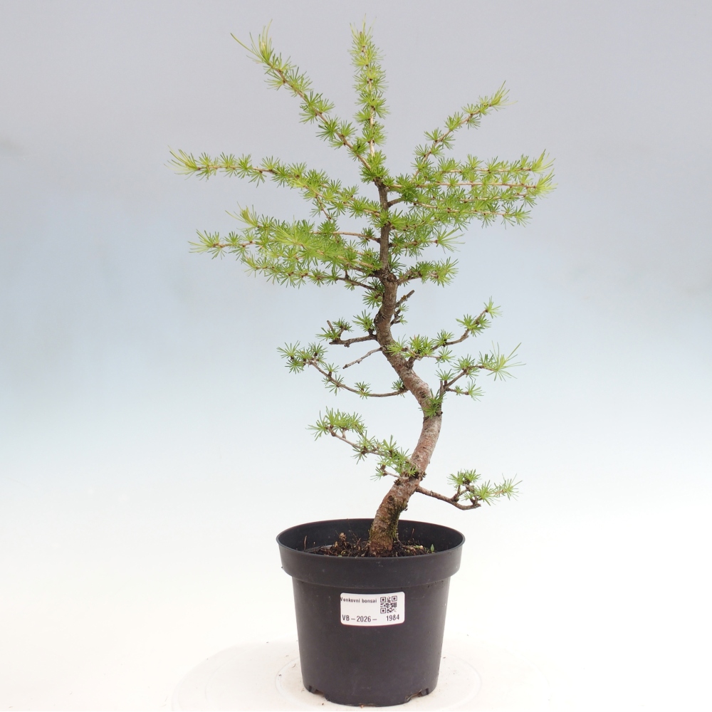 Bonsai da esterno -Larix decidua - Larice