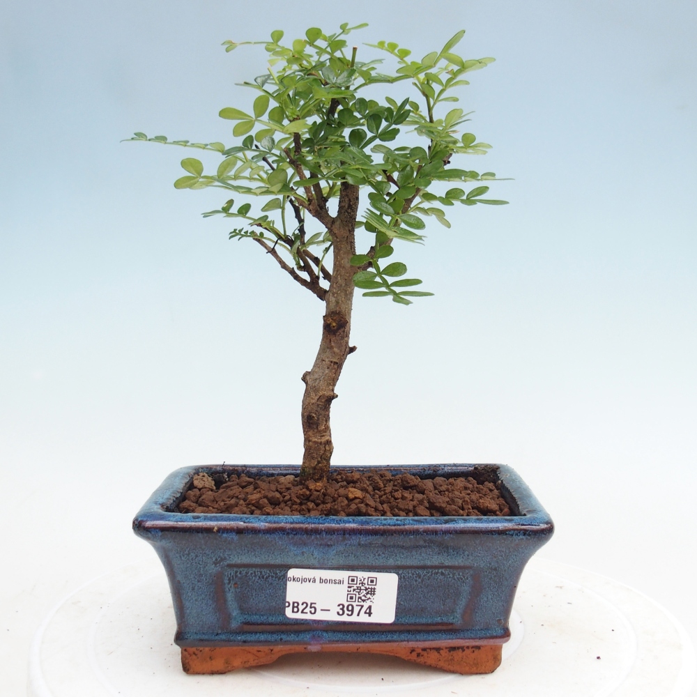 Camera bonsai - Zantoxylum piperitum - albero del pepe