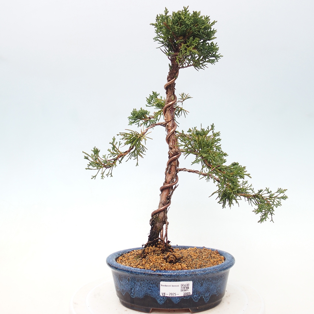 Bonsai da esterno - Juniperus chinensis Kishu
