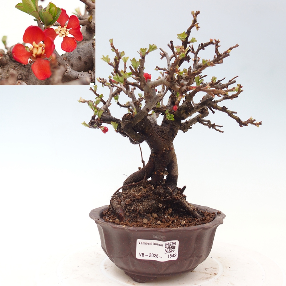 Bonsai da esterno - Chaneomeles speciosa - Cotogno