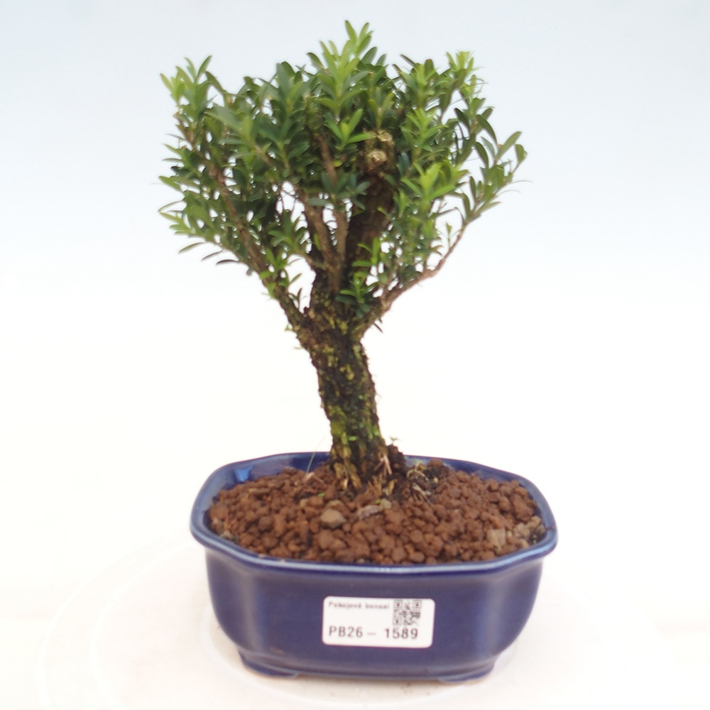 Camera bonsai - Buxus harlandii - buxus da sughero