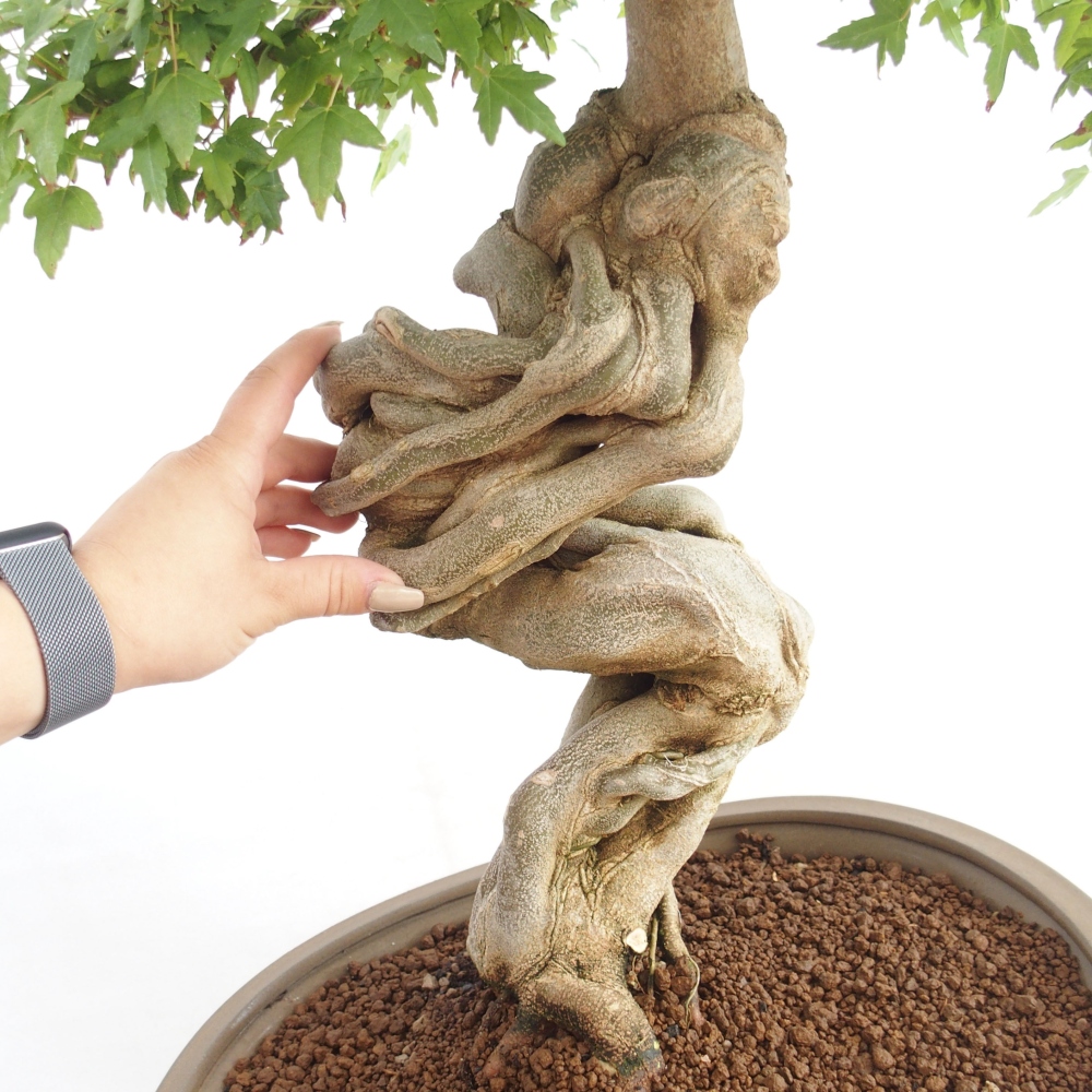 Bonsai da esterno - Acer Buergerianum - Acero burger