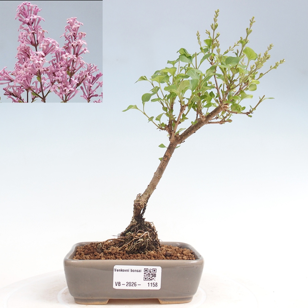 Bonsai da esterno - Syringa Meyeri Palibin - Lillà di Meyer