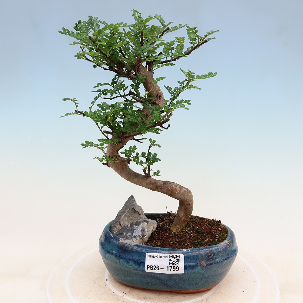 Camera bonsai - Zantoxylum piperitum - albero del pepe