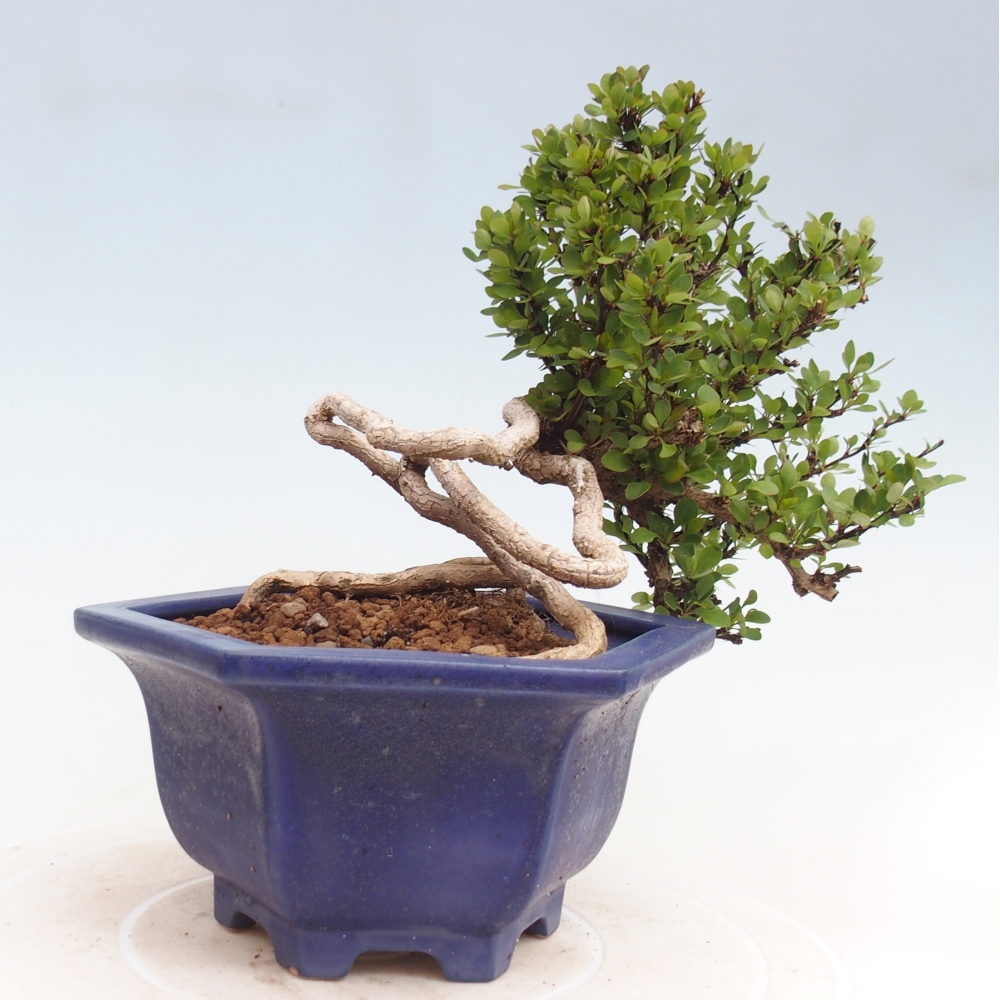 Bonsai da esterno - Berberis coreana