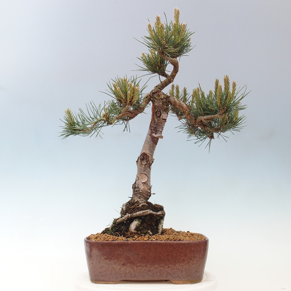 Bonsai da esterno - Pinus Sylvestris Watererri - Pino silvestre