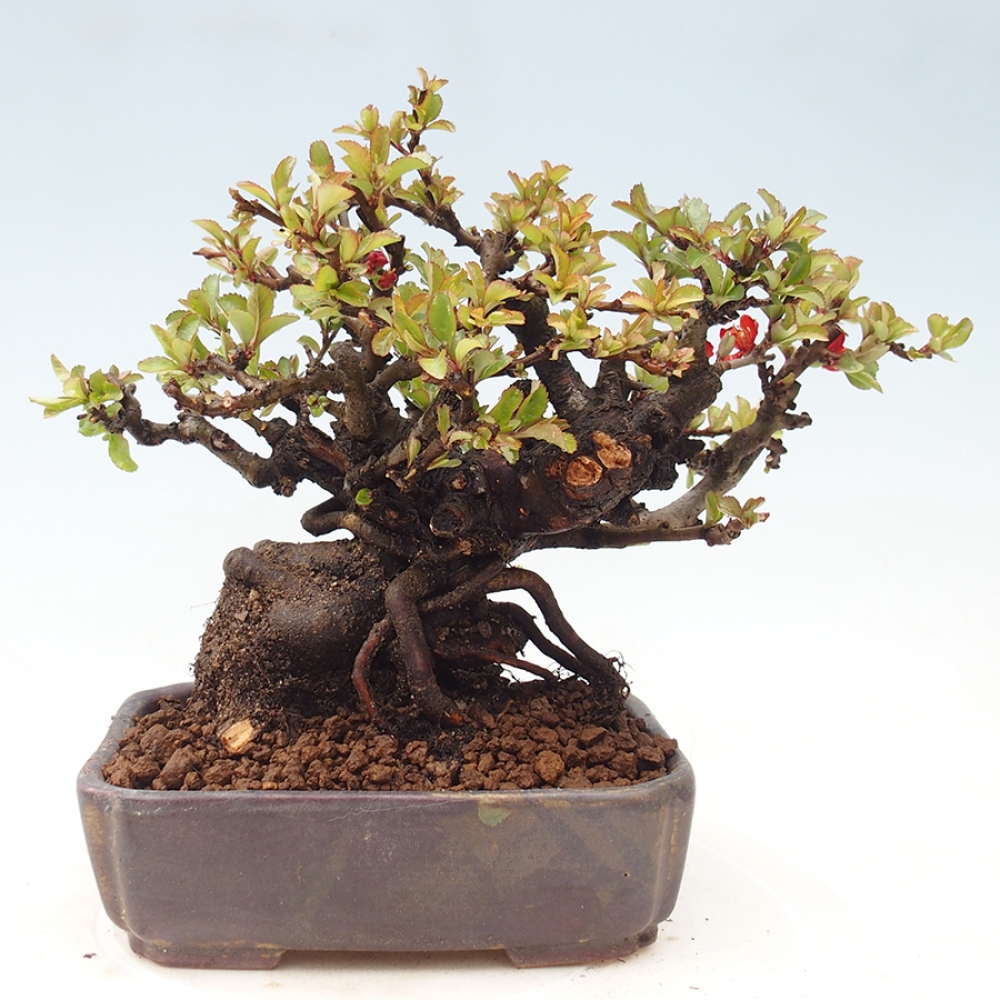 Bonsai da esterno - Chaneomeles speciosa - Cotogno