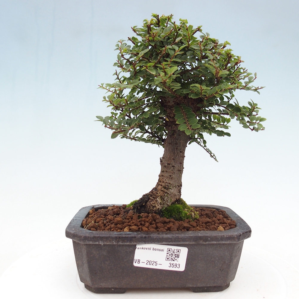 Bonsai da esterno - Ulmus parvifolia Hokkaido - Olmo cinese