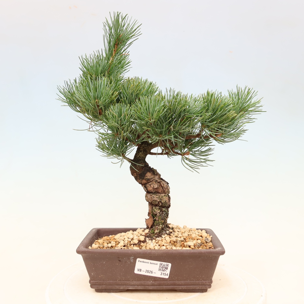 Bonsai da esterno - Pinus parviflora - Pinus parviflora