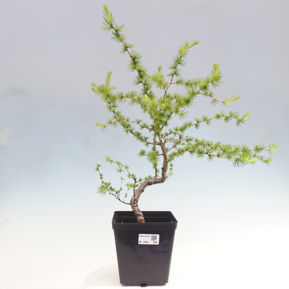 Bonsai da esterno -Larix decidua - Larice
