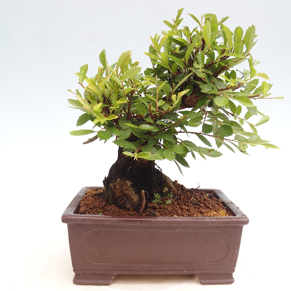Bonsai da esterno - Zelkova - Zelkova NIRE