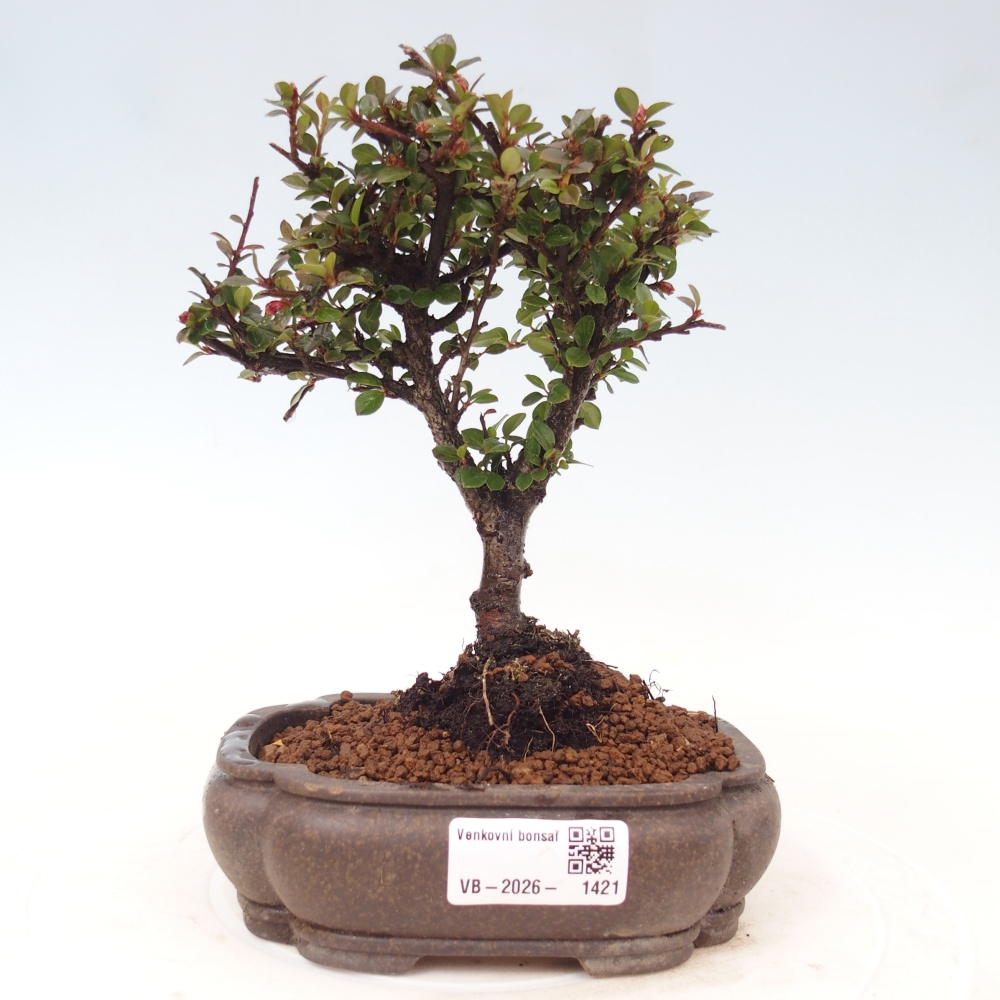 Bonsai da esterno - Cotoneaster horizontalis - Montagna rocciosa