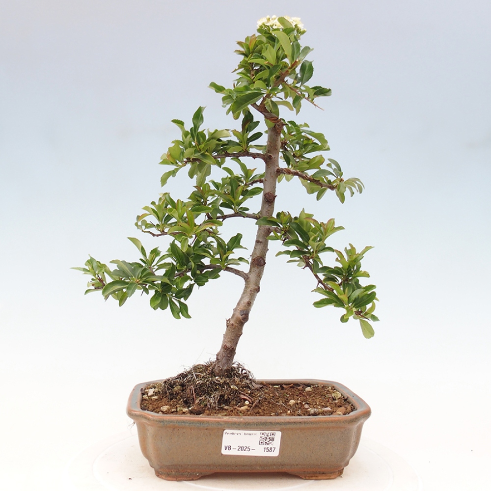 Bonsai da esterno-Pyracantha Teton -Hlox