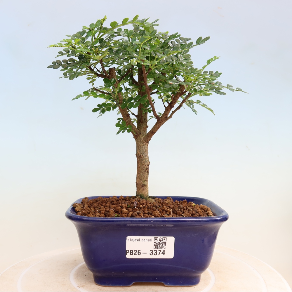 Camera bonsai - Zantoxylum piperitum - albero del pepe