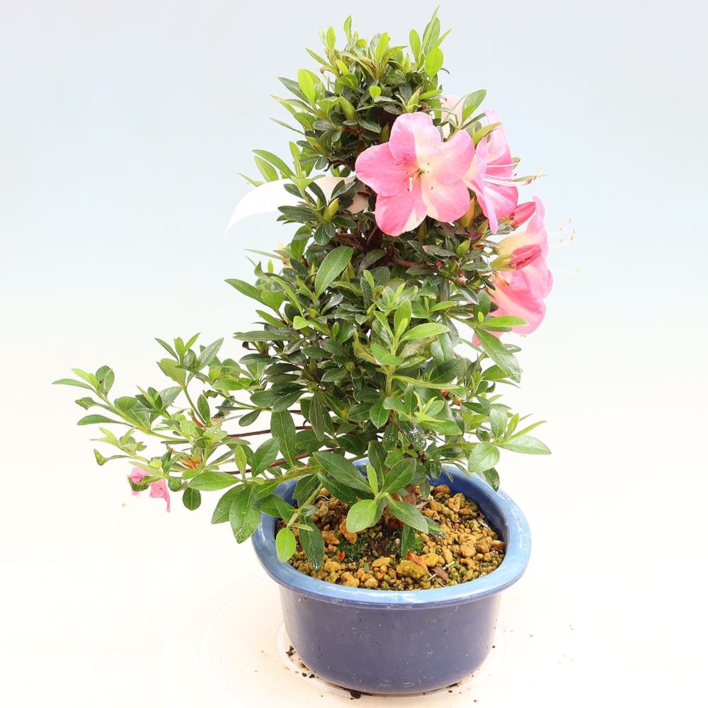 Bonsai da esterno - Azalea giapponese - Azalea Santoka